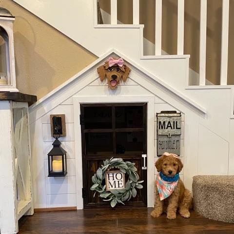 inside dog house