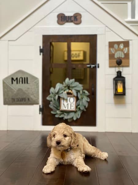 Inside with White Dog